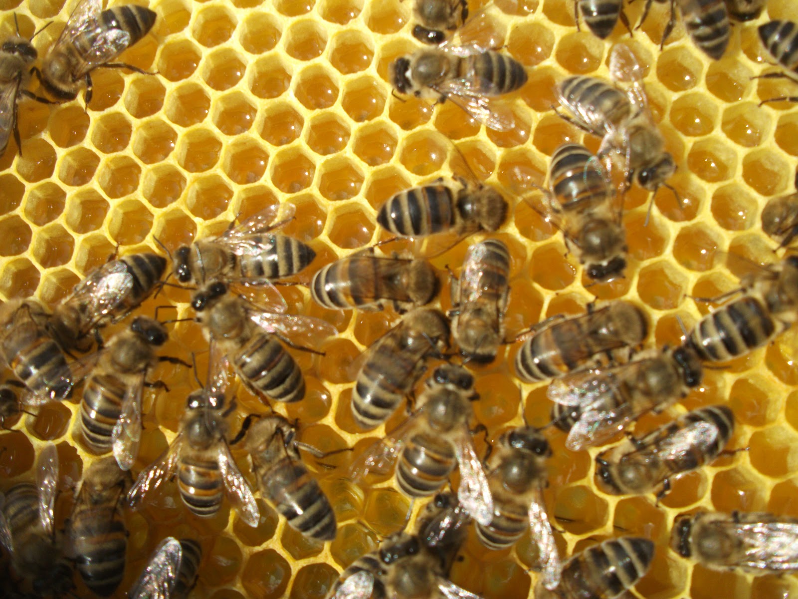 İnsanoğlu Teknoloji Sayesinde Arılarla İletişim Kurmayı Başardı!