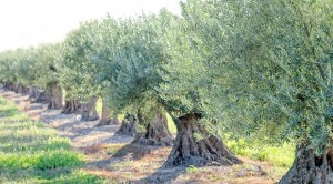 Zeytin Ağacının Her gün Bir Sırrı Çözülüyor